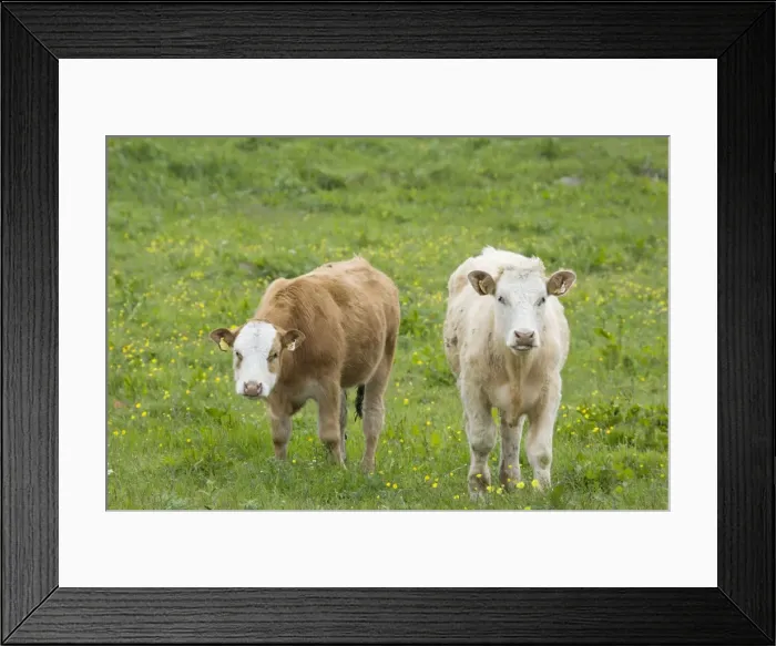 Framed Print : Cattle in Meadow - Orkney Mainland MA002321 Framed Print : Cattle in Meadow - Orkney Mainland MA002321