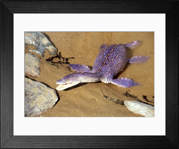 Framed Print : Prehistoric Reconstruction: Plesiosaurus macrocephalus - Immature specimen crawling ashore Framed Print : Prehistoric Reconstruction: Plesiosaurus macrocephalus - Immature specimen crawling ashore