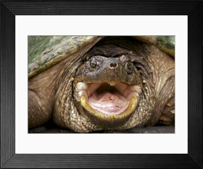 Framed Print : Snapping Turtle - Male - found in Eastern US and South eastern Canada to Rocky mountains - Omnivourous - New York Framed Print : Snapping Turtle - Male - found in Eastern US and South eastern Canada to Rocky mountains - Omnivourous - New York