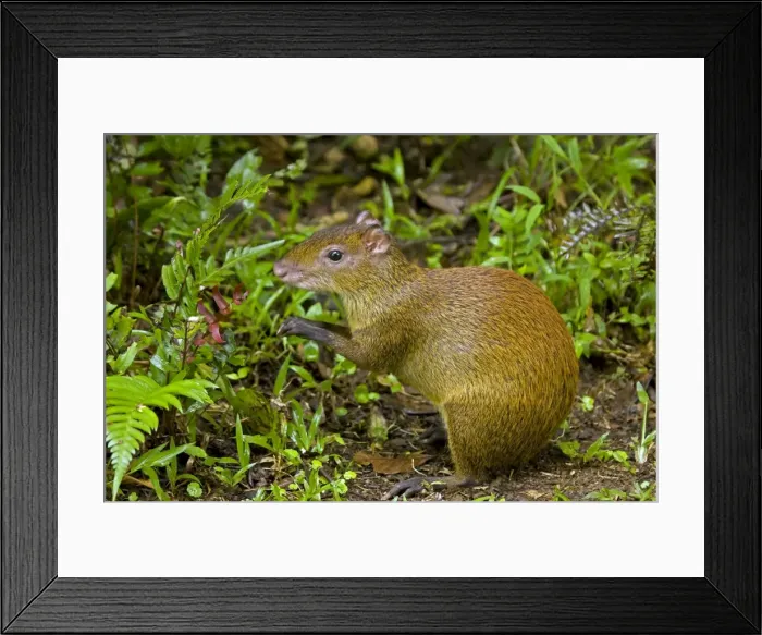 Framed Print : Central American Agouti - Rodent - Tropical Rainforest - Costa Rica Framed Print : Central American Agouti - Rodent - Tropical Rainforest - Costa Rica