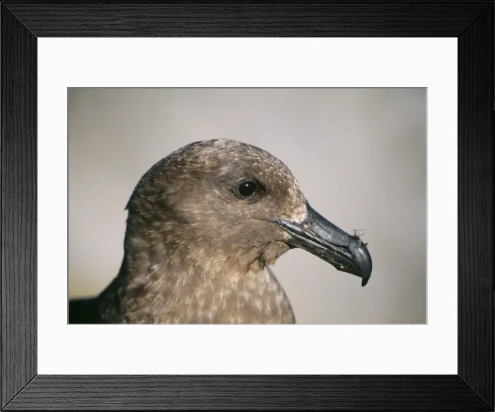 Framed Print : Great / Brown Skua DH 2531 Subantarctic Catharacta skua © Don Hadden / ardea. com Framed Print : Great / Brown Skua DH 2531 Subantarctic Catharacta skua © Don Hadden / ardea. com
