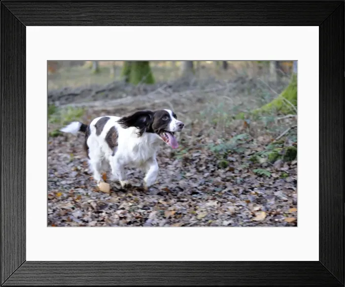 Framed Print : DOG - English springer spaniel running through the woods Framed Print : DOG - English springer spaniel running through the woods