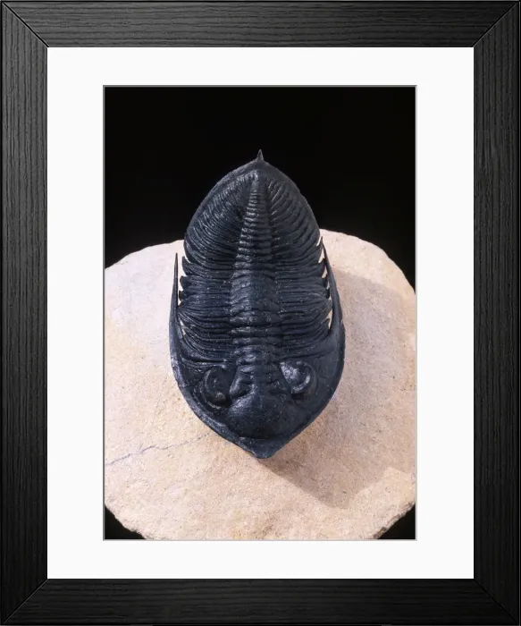 Framed Print : Fossil: Trilobite Size: 74 mm long Devonian Morocco Framed Print : Fossil: Trilobite Size: 74 mm long Devonian Morocco