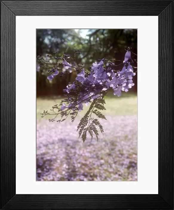 Framed Print : Jacaranda - in blossom - South Africa Framed Print : Jacaranda - in blossom - South Africa