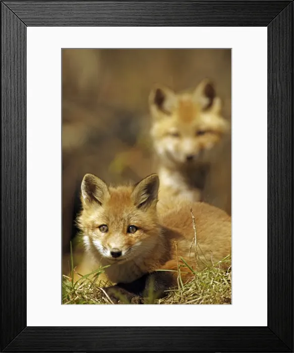 Framed Print : Red Fox - same species as European red fox - some say was originally introduced from Europe to North America - widespread in North America - omnivore - New York - USA Framed Print : Red Fox - same species as European red fox - some say was originally introduced from Europe to North America - widespread in North America - omnivore - New York - USA