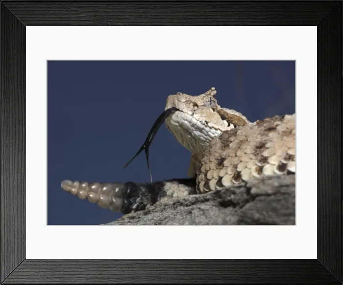 Framed Print : Sonoran Desert Sidewinder / Horned Rattlesnake - Arizona USA Framed Print : Sonoran Desert Sidewinder / Horned Rattlesnake - Arizona USA