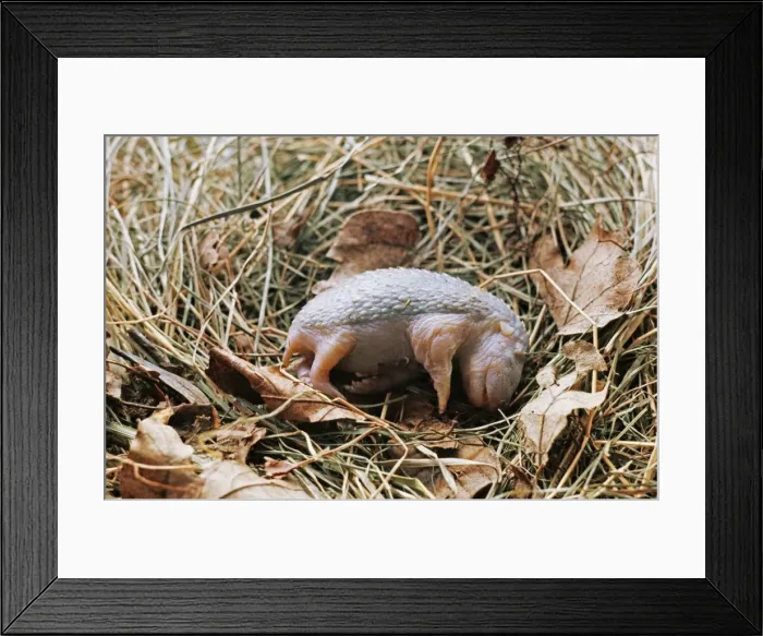 Framed Print : Hedgdhog AEB 60 New Born Erinaceus europaeus © A & E Bomford / ARDEA LONDON Framed Print : Hedgdhog AEB 60 New Born Erinaceus europaeus © A & E Bomford / ARDEA LONDON