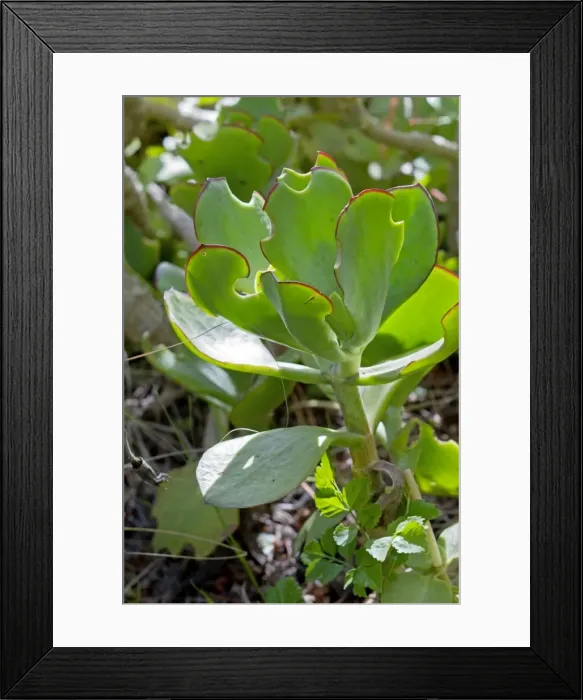 Framed Print : Feeding damage to leaves of Pig's Ears succulent caused by Lily Weevils (Hipporrhinus sp. ) Grahamstown, Eastern Cape, South Africa Framed Print : Feeding damage to leaves of Pig's Ears succulent caused by Lily Weevils (Hipporrhinus sp. ) Grahamstown, Eastern Cape, South Africa