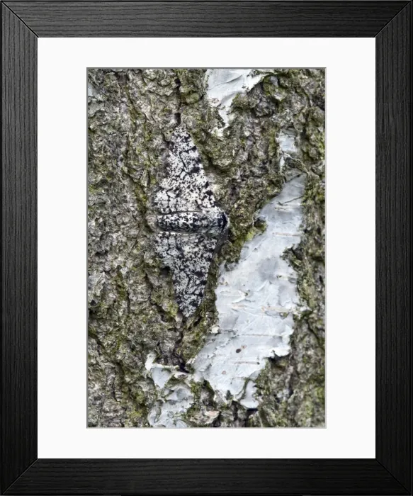 Framed Print : Peppered Moth - resting on trunk of birch tree - Lincolnshire - England Framed Print : Peppered Moth - resting on trunk of birch tree - Lincolnshire - England