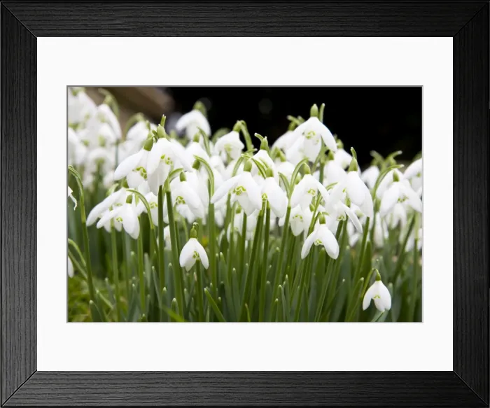 Framed Print : Snowdrops - clump of flowers growing on a bank in a churchyard. Wiltshire, England Framed Print : Snowdrops - clump of flowers growing on a bank in a churchyard. Wiltshire, England