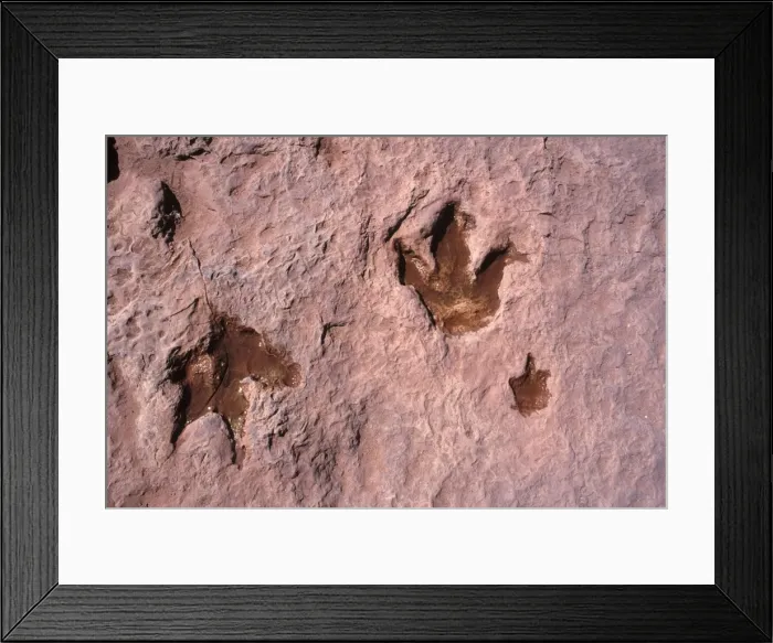 Framed Print : Dinosaurs: footprint of Theropod dinosaurs (meat eater dinosaurs). Adult footprints going in opposite directions. The smaller print is often refered to as that of a baby following the adult on the right. Footprints in Framed Print : Dinosaurs: footprint of Theropod dinosaurs (meat eater dinosaurs). Adult footprints going in opposite directions. The smaller print is often refered to as that of a baby following the adult on the right. Footprints in