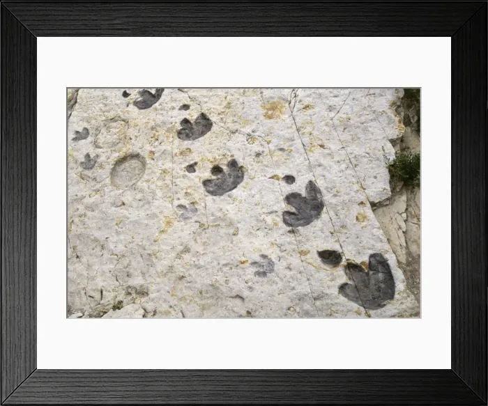 Framed Print : Dinosaur Tracks - early Cretaceous, Ornithopod. Denver Colorado, USA Framed Print : Dinosaur Tracks - early Cretaceous, Ornithopod. Denver Colorado, USA