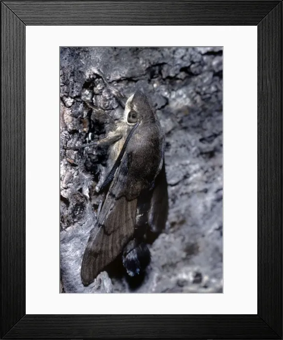 Framed Print : Hummingbird Hawk-moth Framed Print : Hummingbird Hawk-moth