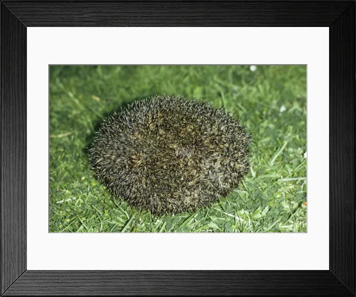 Framed Print : Hedgehog JLM 261 Erinaceus europoeus © J. L. Mason / ARDEA LONDON Framed Print : Hedgehog JLM 261 Erinaceus europoeus © J. L. Mason / ARDEA LONDON