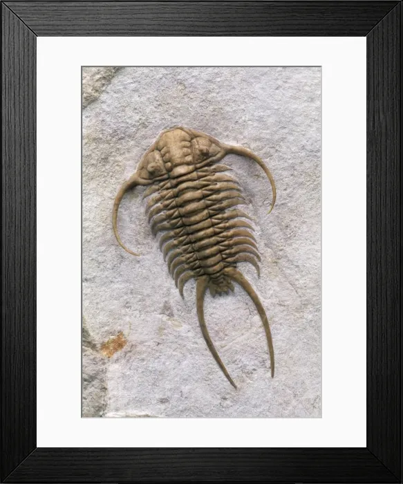 Framed Print : Trilobite Fossil - Mid Ordovician. Total length 12. 5 cm Wolchow River, Russia Framed Print : Trilobite Fossil - Mid Ordovician. Total length 12. 5 cm Wolchow River, Russia
