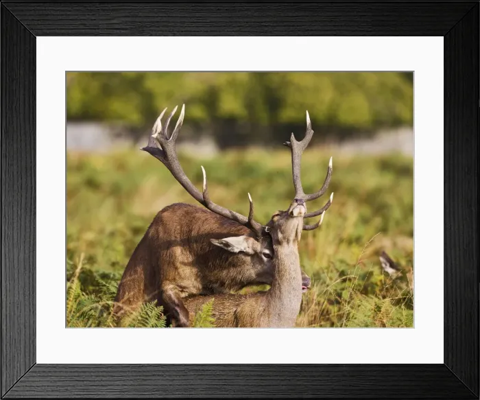 Framed Print : Red Deer - mating - Richmond Park UK 14969 Framed Print : Red Deer - mating - Richmond Park UK 14969