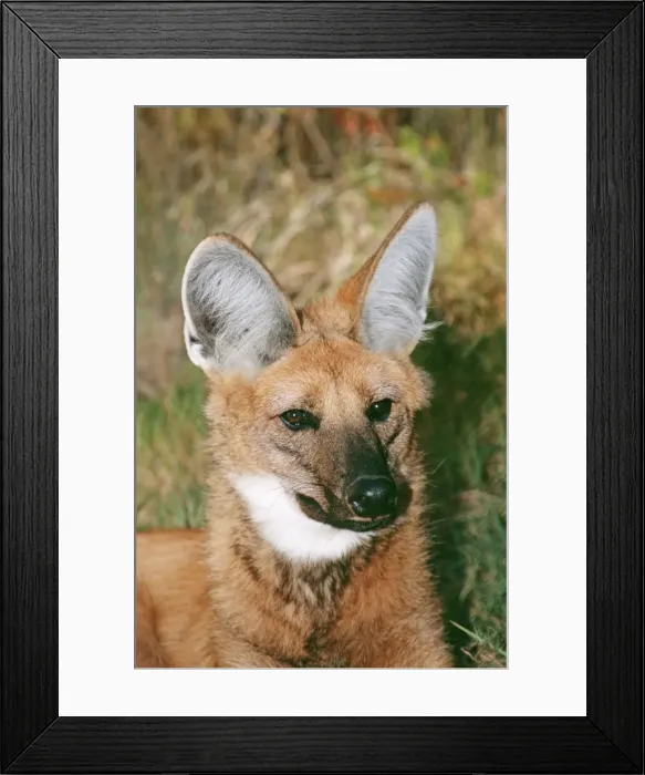Framed Print : Maned Wolf CLA 397 Endangered species, South America Chrysocyon brachyurus © Mary Clay / ardea. com Framed Print : Maned Wolf CLA 397 Endangered species, South America Chrysocyon brachyurus © Mary Clay / ardea. com