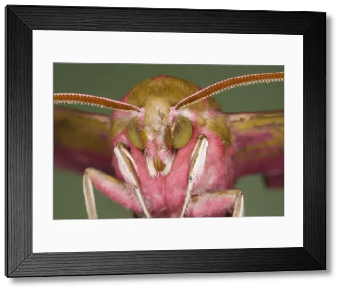 Framed Print : Elephant Hawk Moth - Essex - UK IN000937 Framed Print : Elephant Hawk Moth - Essex - UK IN000937