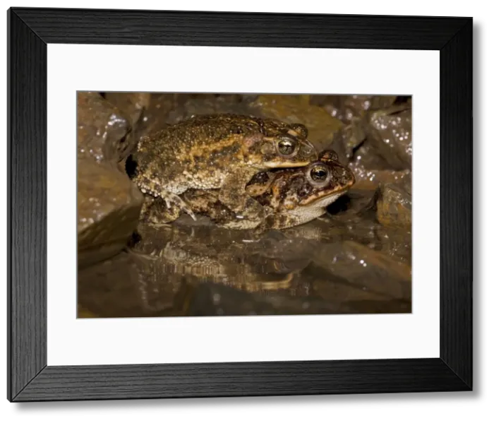 Framed Print : Southern Roundgland Toad - pair in amplexus - Costa Rica Framed Print : Southern Roundgland Toad - pair in amplexus - Costa Rica