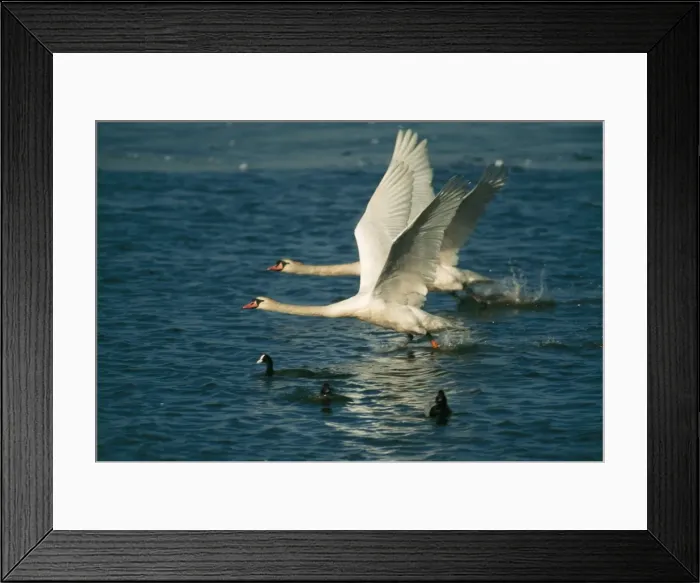 Framed Print : Mute Swan CAN 698 Pair taking off © John Cancalosi / ardea. com Framed Print : Mute Swan CAN 698 Pair taking off © John Cancalosi / ardea. com