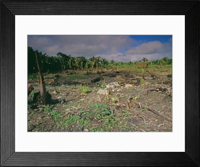 Framed Print : Deforestation - slash & burn with secondary growth, Central America Framed Print : Deforestation - slash & burn with secondary growth, Central America