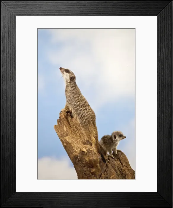 Framed Print : Meercat - youngster and adult on look out stump - controlled conditions 13132 Framed Print : Meercat - youngster and adult on look out stump - controlled conditions 13132