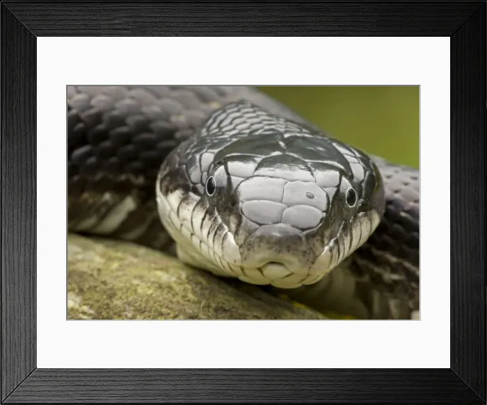 Framed Print : Eastern Rat Snake / Black Ratsnake - New York - USA Framed Print : Eastern Rat Snake / Black Ratsnake - New York - USA