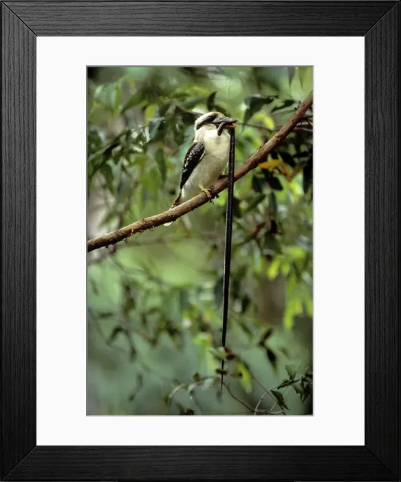 Framed Print : Kookaburra - juvenile eating Yellow-naped Snake - Southern Queensland - Australia Framed Print : Kookaburra - juvenile eating Yellow-naped Snake - Southern Queensland - Australia