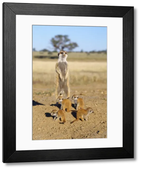 Framed Print : Suricate / Meerkat - babysitter and young - Kalahari Framed Print : Suricate / Meerkat - babysitter and young - Kalahari
