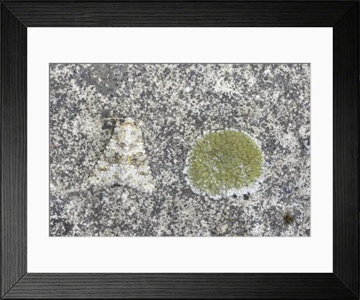 Framed Print : Small Ranunculus - Red Data Book Species - Essex, UK IN000742 Framed Print : Small Ranunculus - Red Data Book Species - Essex, UK IN000742