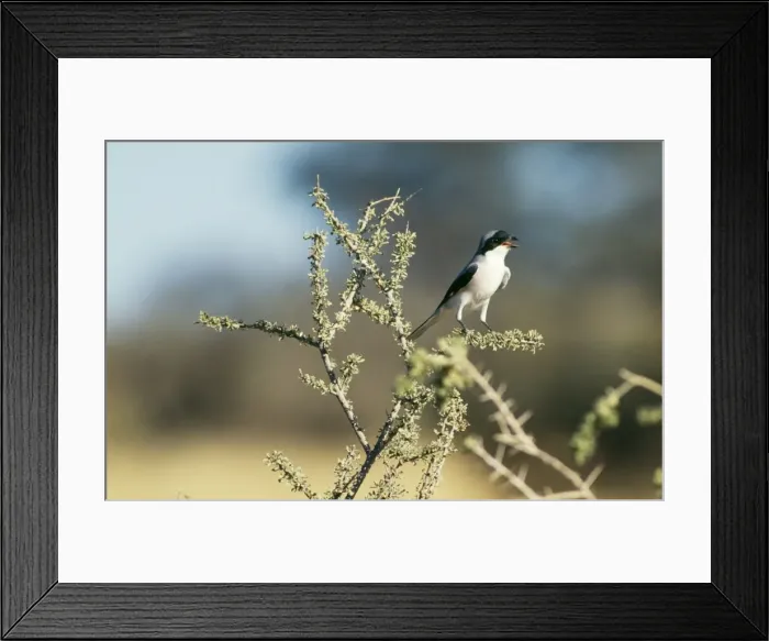 Framed Print : Lesser Grey Shrike Framed Print : Lesser Grey Shrike