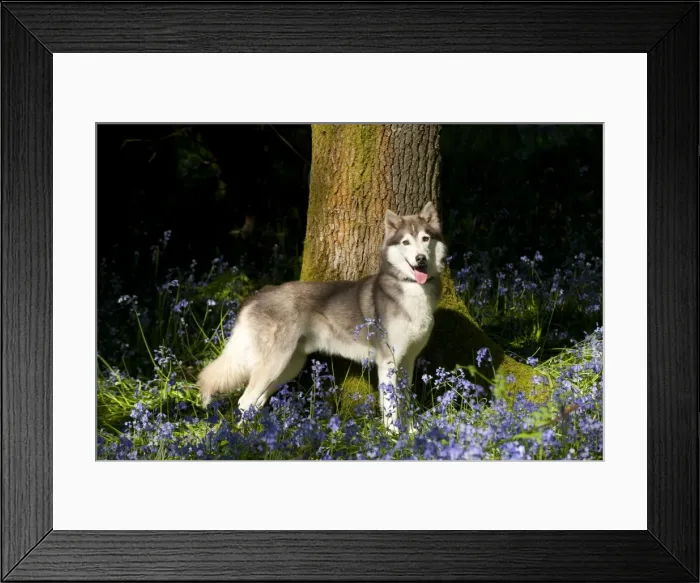 Framed Print : DOG - Siberian husky standing in bluebells Framed Print : DOG - Siberian husky standing in bluebells