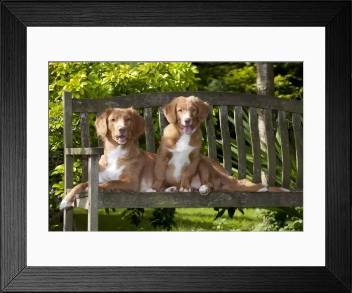 Framed Print : DOG - Nova scotia duck tolling retriever and 12 week old puppy sitting on garden bench Framed Print : DOG - Nova scotia duck tolling retriever and 12 week old puppy sitting on garden bench