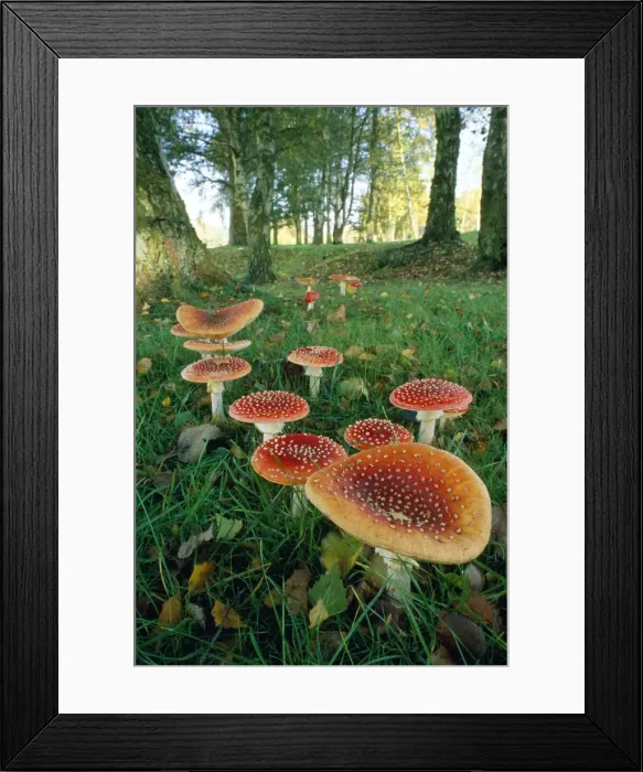 Framed Print : Fly Agaric Fungi - in woods
Framed Print : Fly Agaric Fungi - in woods