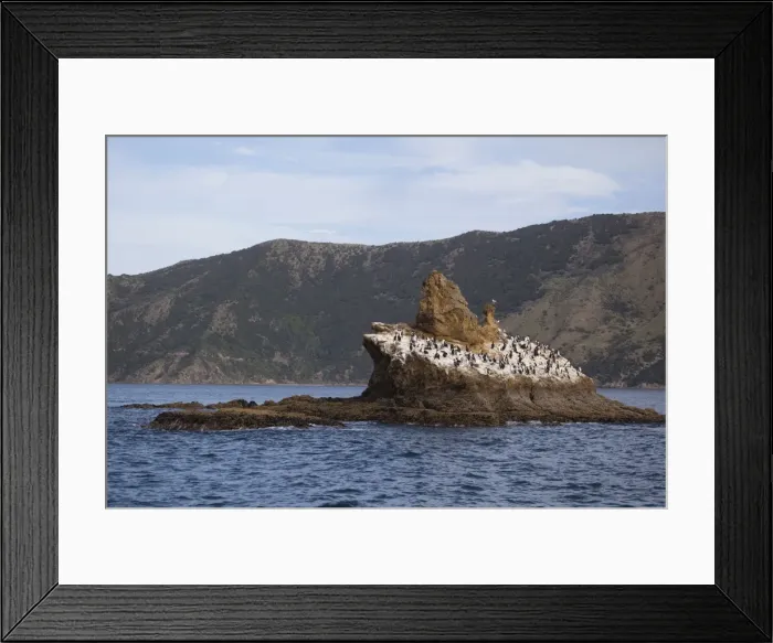 Framed Print : New Zealand King Shag  /  Rough-faced Shag - on Duffers Reef Pelorous Sound, South Island, New Zealand. Endemic to the South Island of New Zealand and less than 500 birds known to exist