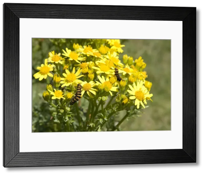 Framed Print : Cinnabar moth - two larvae feeding on Common Ragwort. Cornwall, England Framed Print : Cinnabar moth - two larvae feeding on Common Ragwort. Cornwall, England