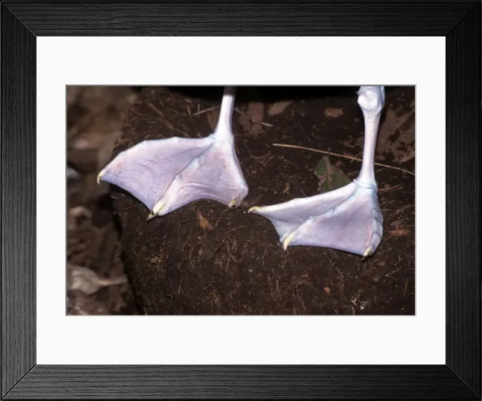 Framed Print : Southern Buller's Albatross - webbed feet Framed Print : Southern Buller's Albatross - webbed feet