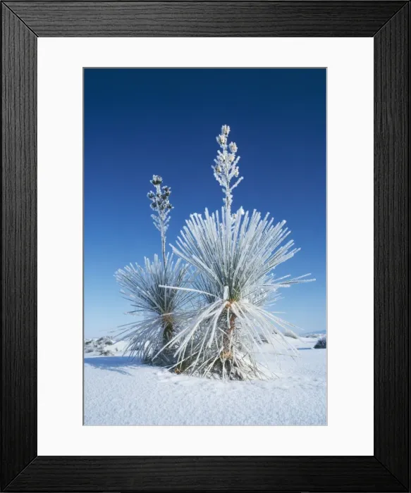 Framed Print : Soap-tree Yucca FG 3013 White Sands National Monument, New Mexico, USA. Yucca elata © Francois Gohier / ardea. com Framed Print : Soap-tree Yucca FG 3013 White Sands National Monument, New Mexico, USA. Yucca elata © Francois Gohier / ardea. com