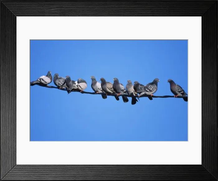Framed Print : Feral / Town Pigeon - flock on wire Framed Print : Feral / Town Pigeon - flock on wire
