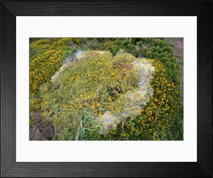 Framed Print : Gorse Spider Mite web - Cornwall - UK Framed Print : Gorse Spider Mite web - Cornwall - UK