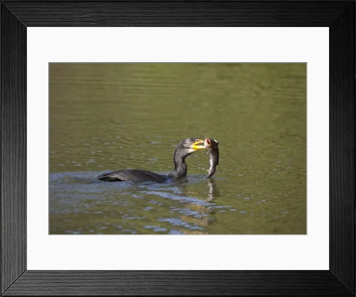 Framed Print : Great Cormorant - with fish in mouth - Western Springs - Auckland - New Zealand Framed Print : Great Cormorant - with fish in mouth - Western Springs - Auckland - New Zealand