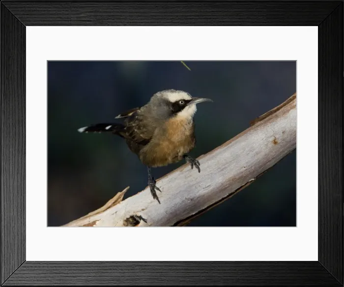 Framed Print : Grey-crowned Babbler (red-breasted form) - Ti Tree Community, Northern Territory, Australia Framed Print : Grey-crowned Babbler (red-breasted form) - Ti Tree Community, Northern Territory, Australia