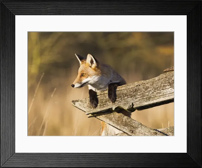 Framed Print : Red Fox - looking over gate - controlled conditions 15097 Framed Print : Red Fox - looking over gate - controlled conditions 15097