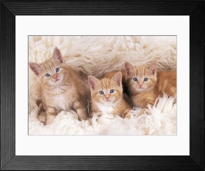 Framed Print : Ginger Cat JD 16485 Kittens on rug © John Daniels / ardea. com Framed Print : Ginger Cat JD 16485 Kittens on rug © John Daniels / ardea. com
