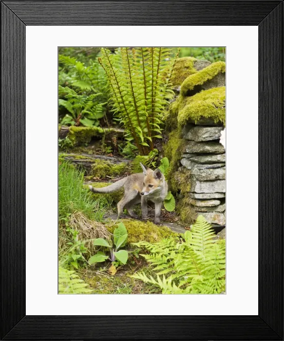 Framed Print : Red Fox - cub in back garden - controlled conditions 12871 Framed Print : Red Fox - cub in back garden - controlled conditions 12871
