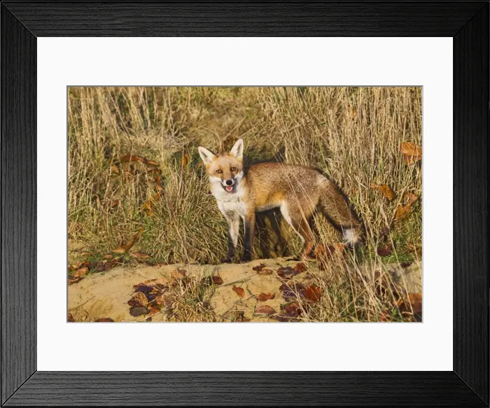 Framed Print : Red Fox - at entrance to earth in afternoon sun - controlled conditions 15038 Framed Print : Red Fox - at entrance to earth in afternoon sun - controlled conditions 15038