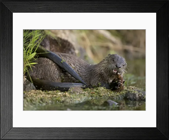 Framed Print : River Otter - eating Cutthroat Trout - Wyoming - USA Framed Print : River Otter - eating Cutthroat Trout - Wyoming - USA