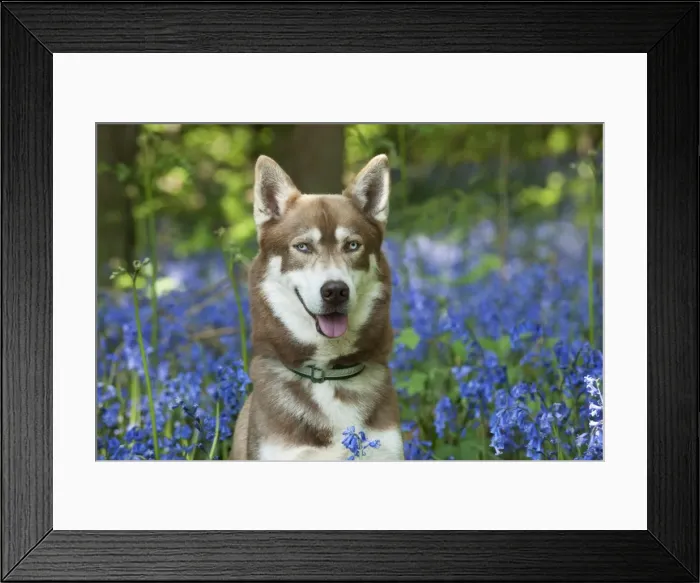 Framed Print : DOG - Siberian husky in bluebells Framed Print : DOG - Siberian husky in bluebells