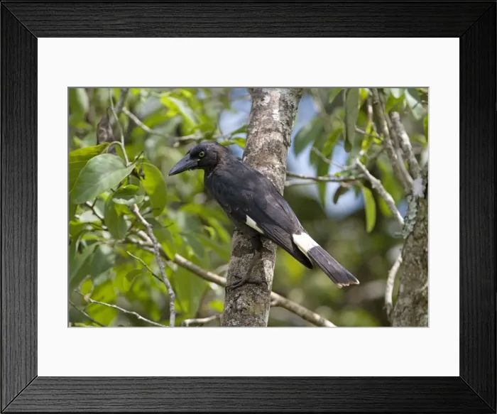 Framed Print : Pied Currawong - perched in a persimmon tree - near Malanda, Queensland, Australia