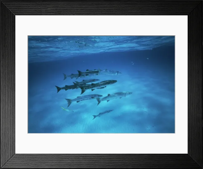Framed Print : Great Barracuda Framed Print : Great Barracuda